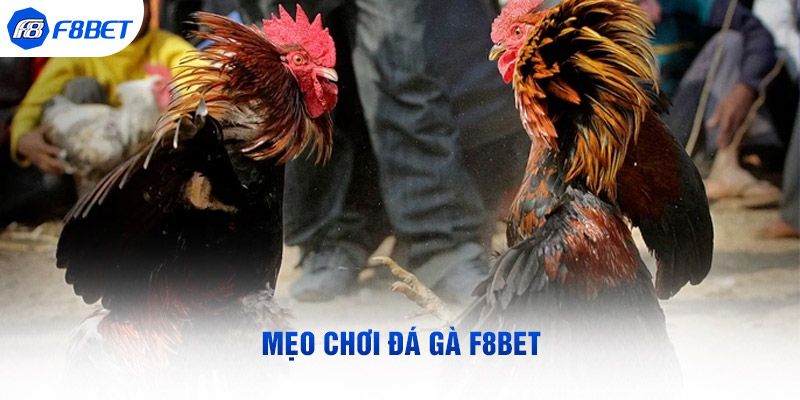 Bí kíp cá cược đá gà F8bet bất bại