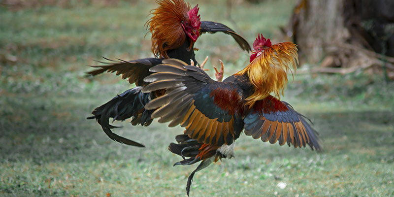 Không khí sôi động tại đá gà Thomo